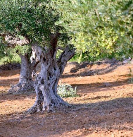 Uliveto con rustico dintorni di sassari