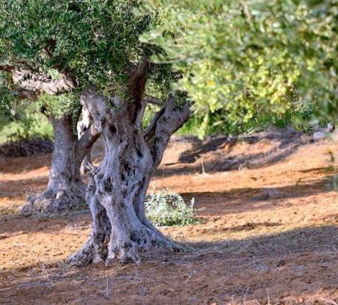 Uliveto con rustico dintorni di sassari