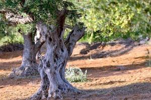 Uliveto con rustico dintorni di sassari