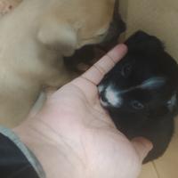 Cuccioli incrocio chihuahua