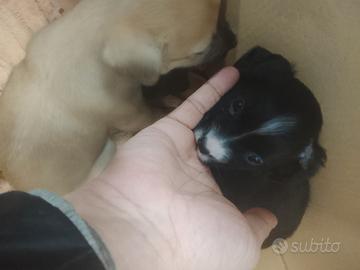 Cuccioli incrocio chihuahua