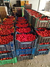 Pomodoro da salsa
