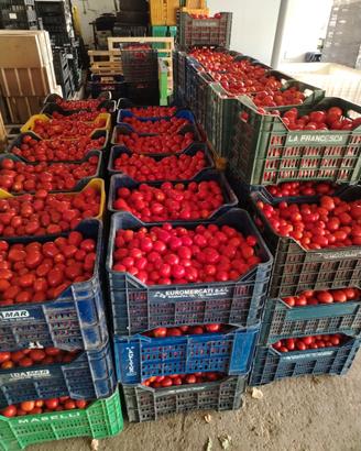 Pomodoro da salsa