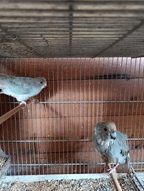 Kakariki