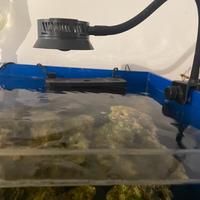 Acquario con lampada led