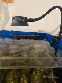 Acquario con lampada led