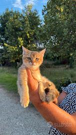 Gattino Scottish straight golden