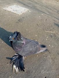 Colombi tamburi tedesco