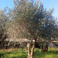 Alberi di Ulivo 