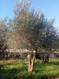 Alberi di Ulivo 
