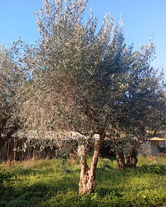 Alberi di Ulivo 