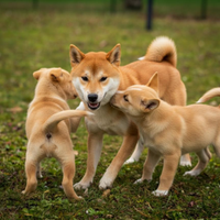 Cuccioli due mesi shiba inu mix