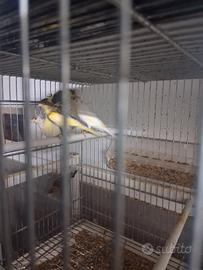 Coppie timbrato spagnoli ciuffati . L