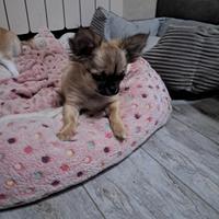 Chihuahua chiwuawua ciuaua