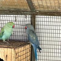 Parrocchetti dal collare