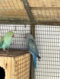 Parrocchetti dal collare