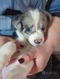 Cucciolo blu merle con pedigree