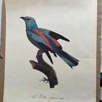 Incisione Antica Jacques Barraband 1806 - Rollier