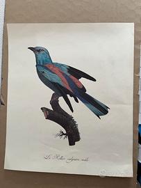 Incisione Antica Jacques Barraband 1806 - Rollier