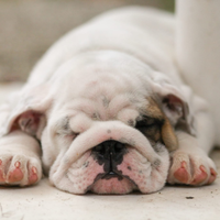 Cuccioli bulldog inglesi