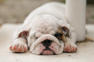 Cuccioli bulldog inglesi