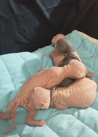 Cuccioli sphynx DBE