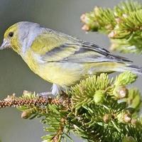 Venturoni sardo corso