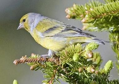 Venturoni sardo corso