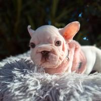 Femminuccia Big Rope Velvet Isabella Rojo Bull.Fra