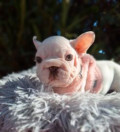 Femminuccia Big Rope Velvet Isabella Rojo Bull.Fra