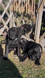 Cane corso cucciolo di cane corso