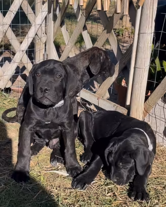 Cane corso cucciolo di cane corso