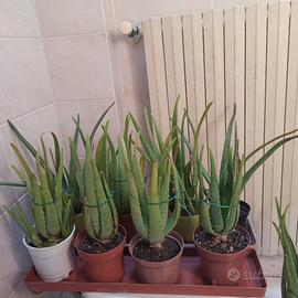 15 aloe 3 anni di vitao