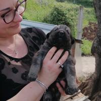 Pastore del caucaso aborigeno