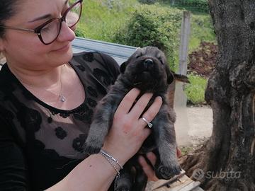 Pastore del caucaso aborigeno