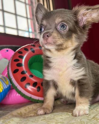 maschietto chihuahua pelo lungo pedigree enci 