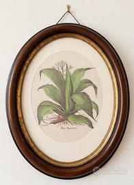 quadro/stampa botanica ovale Aloe Americana 31x25