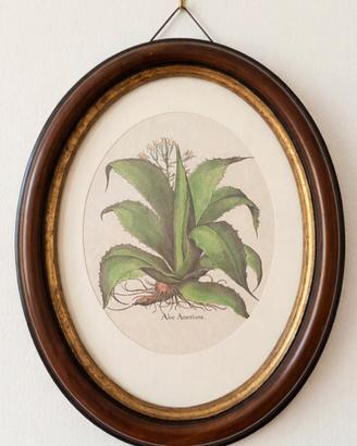 quadro/stampa botanica ovale Aloe Americana 31x25