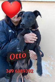 3 cuccioli taglia media