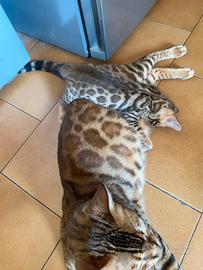 Cuccioli bengala ( con pedigree )