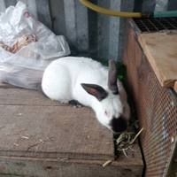 Coniglio maschio razza California