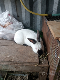 Coniglio maschio razza California