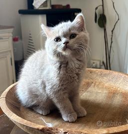 British shorthair