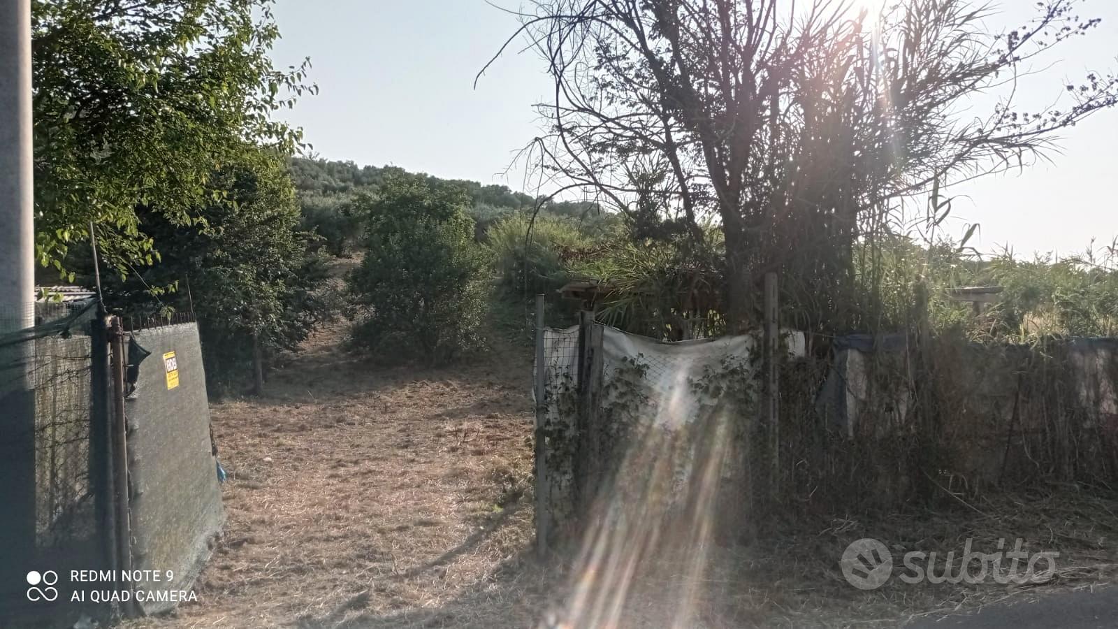 Terreno con cubatura e 60 piante di ulivo - Vista 2