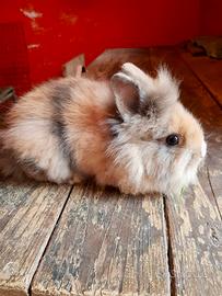 Coniglio nano taglia piccola