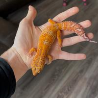 Geco leopardino