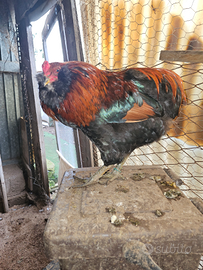 Gallo auraucana