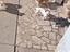 Immagine 3