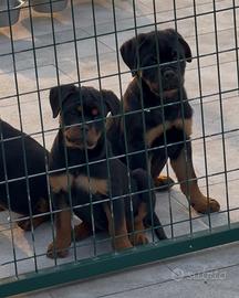 Cuccioli rottweiler