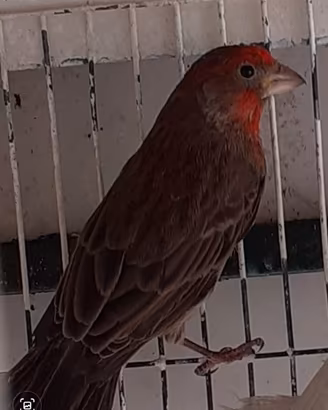 Coppia ciuffolotto messicano